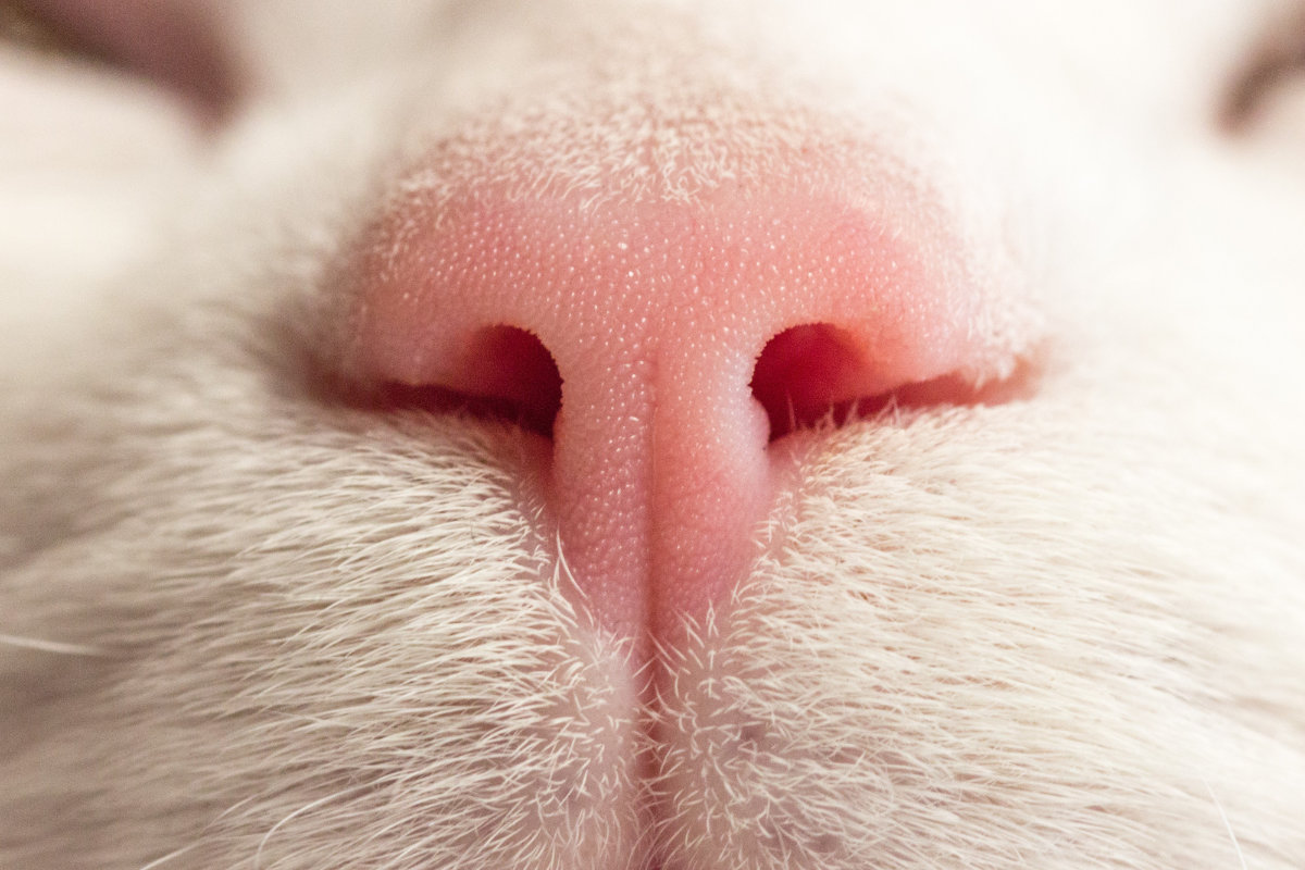 Unique rhinarium of cats