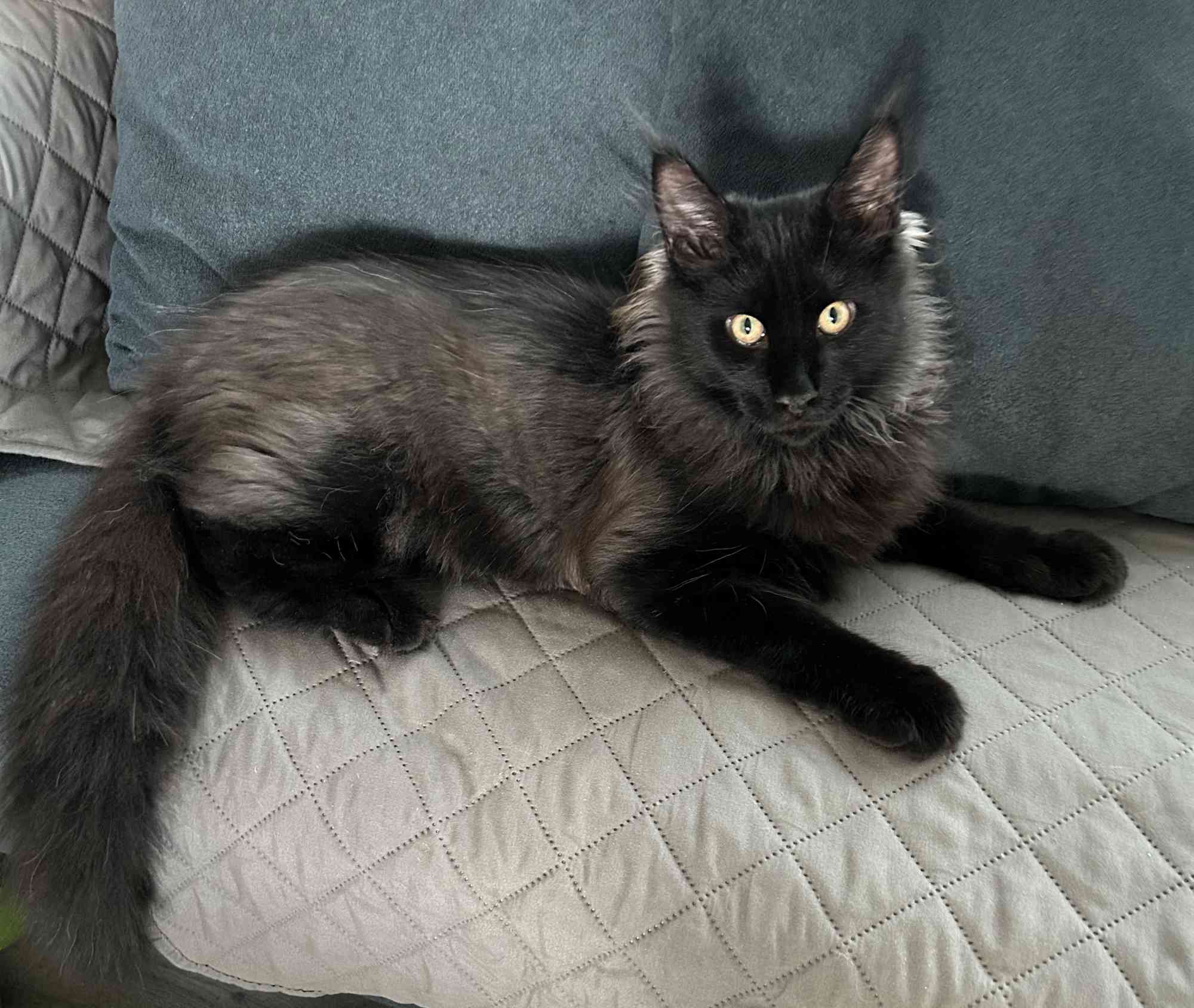 DLuxxy Maine Coon kitten, Leni, looks like a black arctic fox