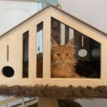 Maine Coon kitten Tuffen in her tree house