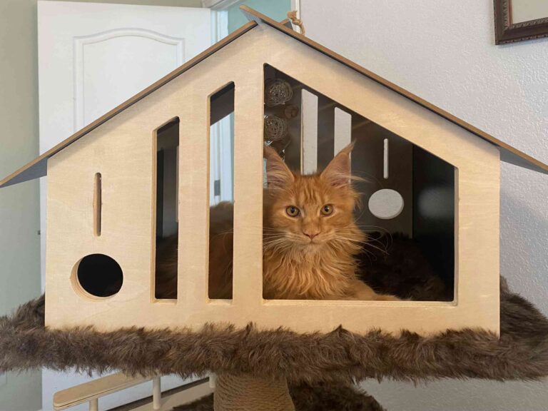 Maine Coon kitten Tuffen in her tree house