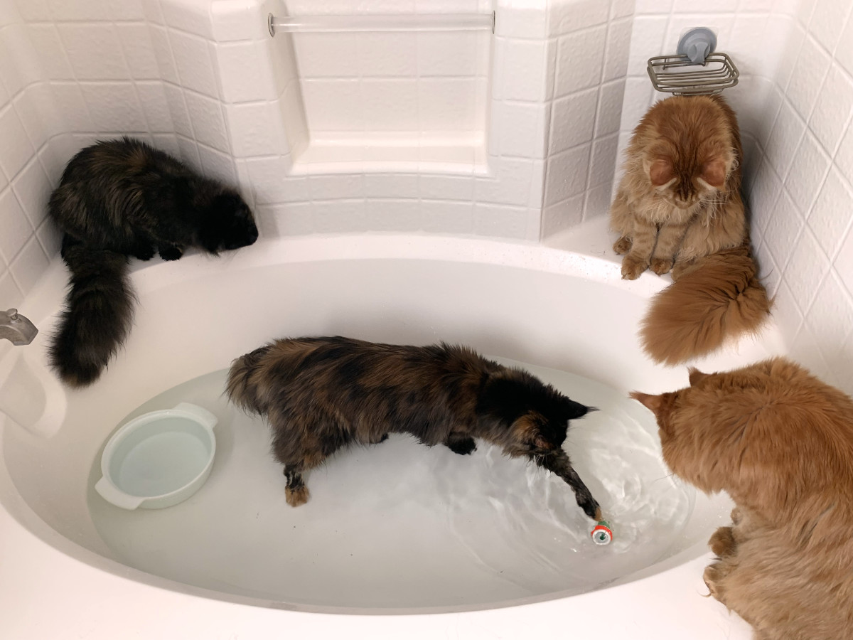 Play in the bathtub is a regular Maine Coon exercise routine at DLuxxy