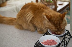DLuxxy's Umay eating homemade cat food