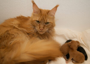 Umay with her kittens