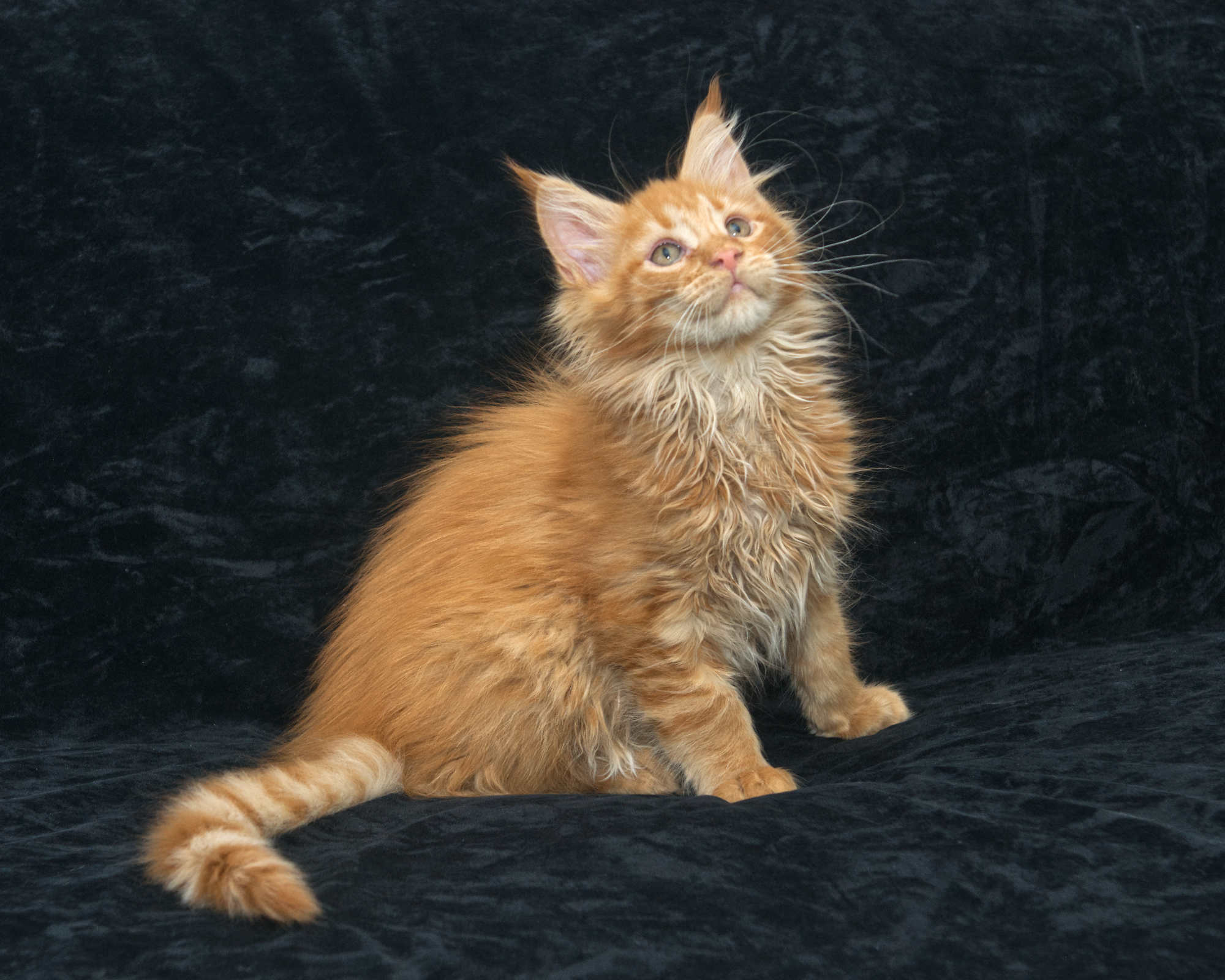 Available kittens: red mackerel tabby Maine Coon Rowen at 12 weeks