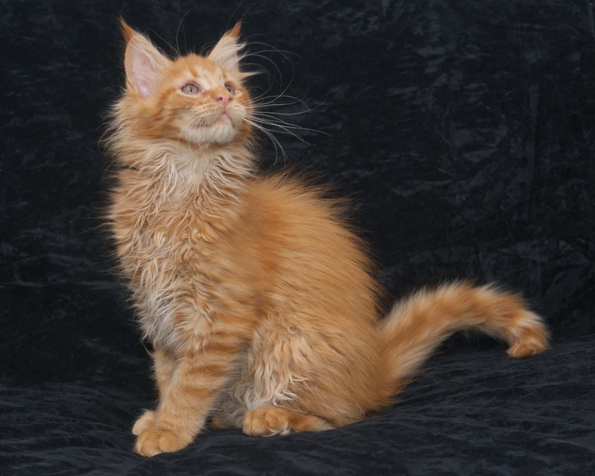 Available kittens: red mackerel tabby Maine Coon Rowen at 12 weeks