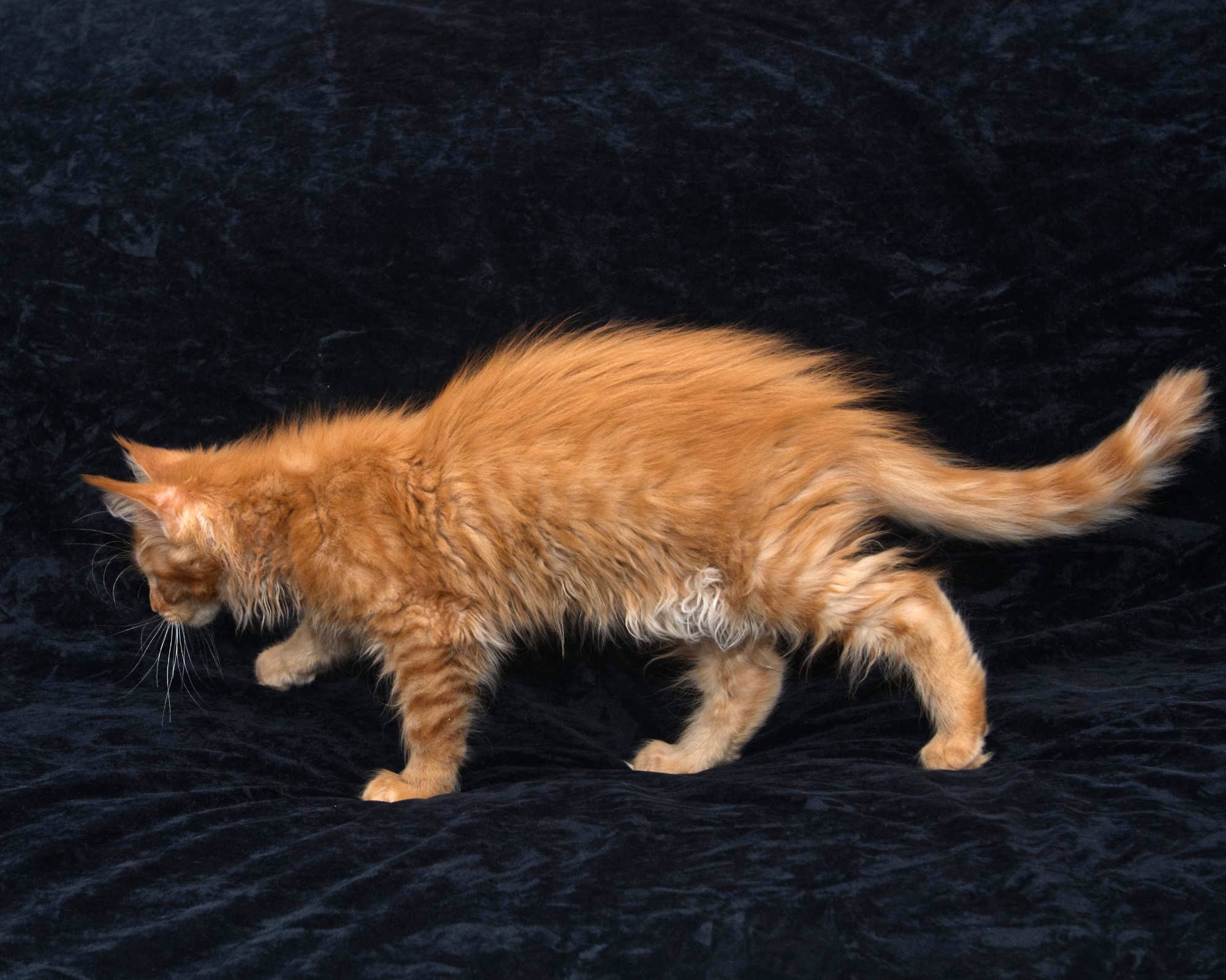 Available kittens: red mackerel tabby Maine Coon Rowen at 12 weeks