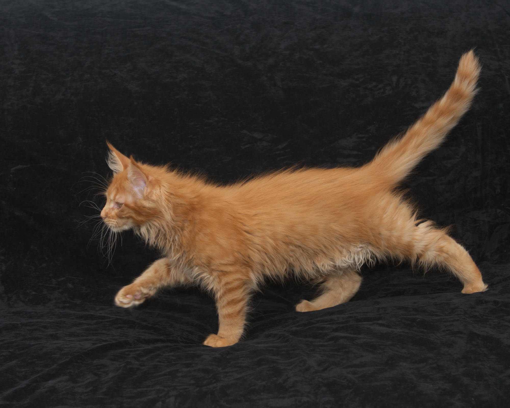 Available kittens: red mackerel tabby Maine Coon Rowen at 12 weeks