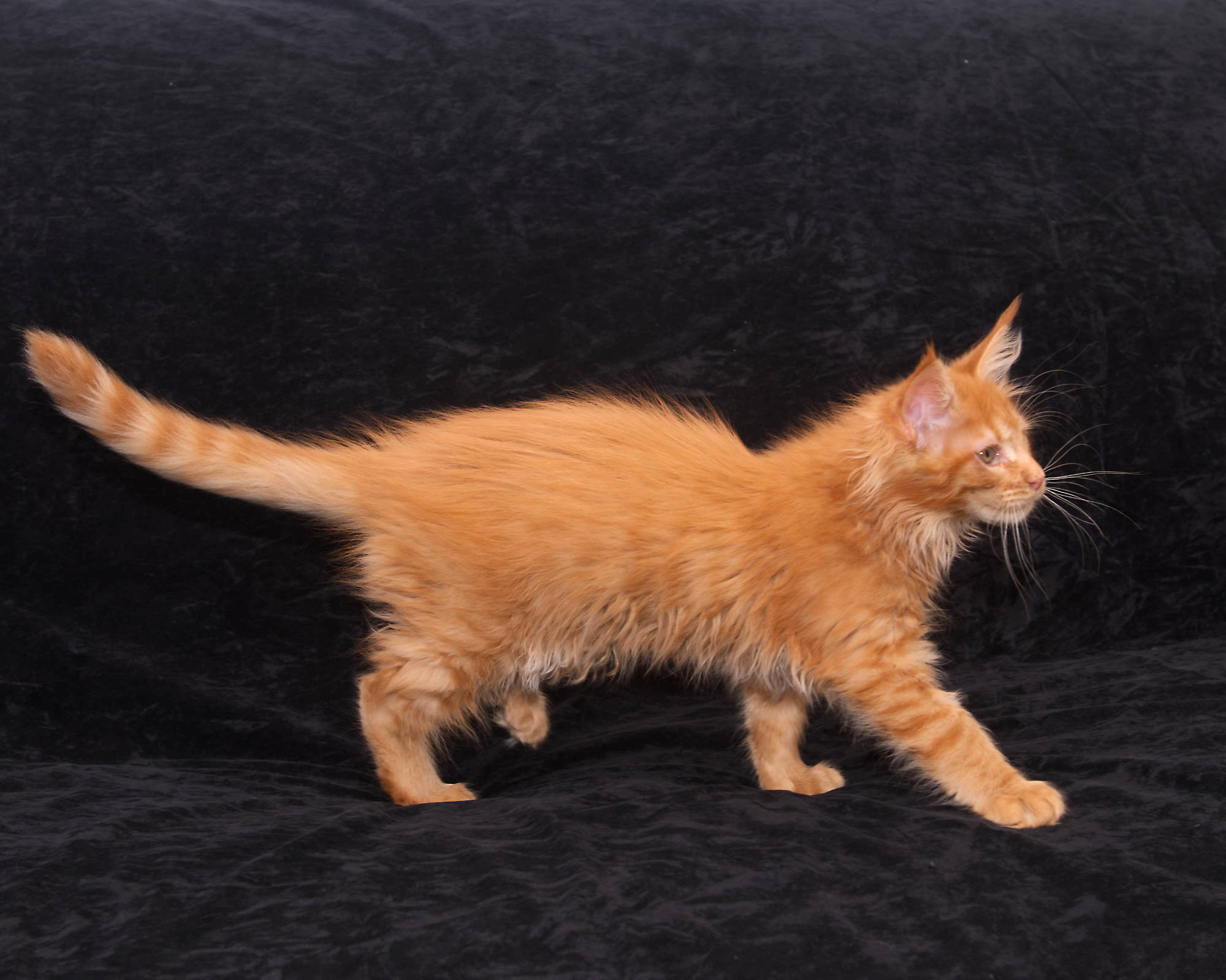 Available kittens: red mackerel tabby Maine Coon Rowen at 12 weeks