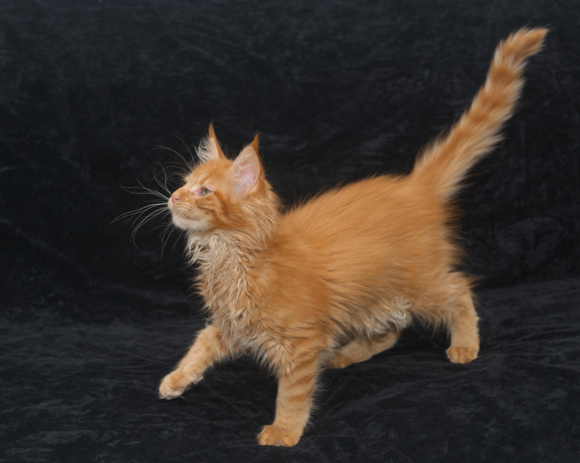 Available kittens: red mackerel tabby Maine Coon Rowen at 12 weeks