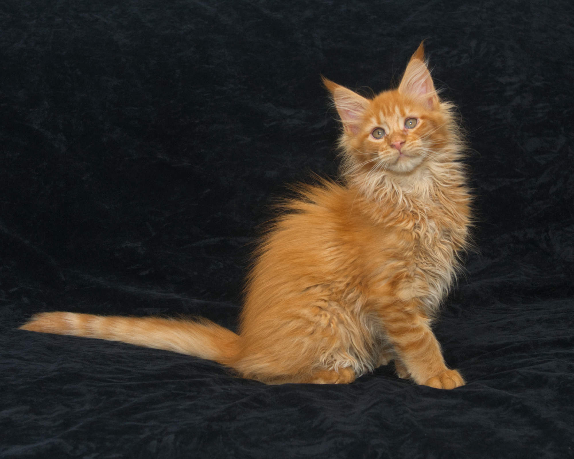 Available kittens: red mackerel tabby Maine Coon Rowen at 12 weeks