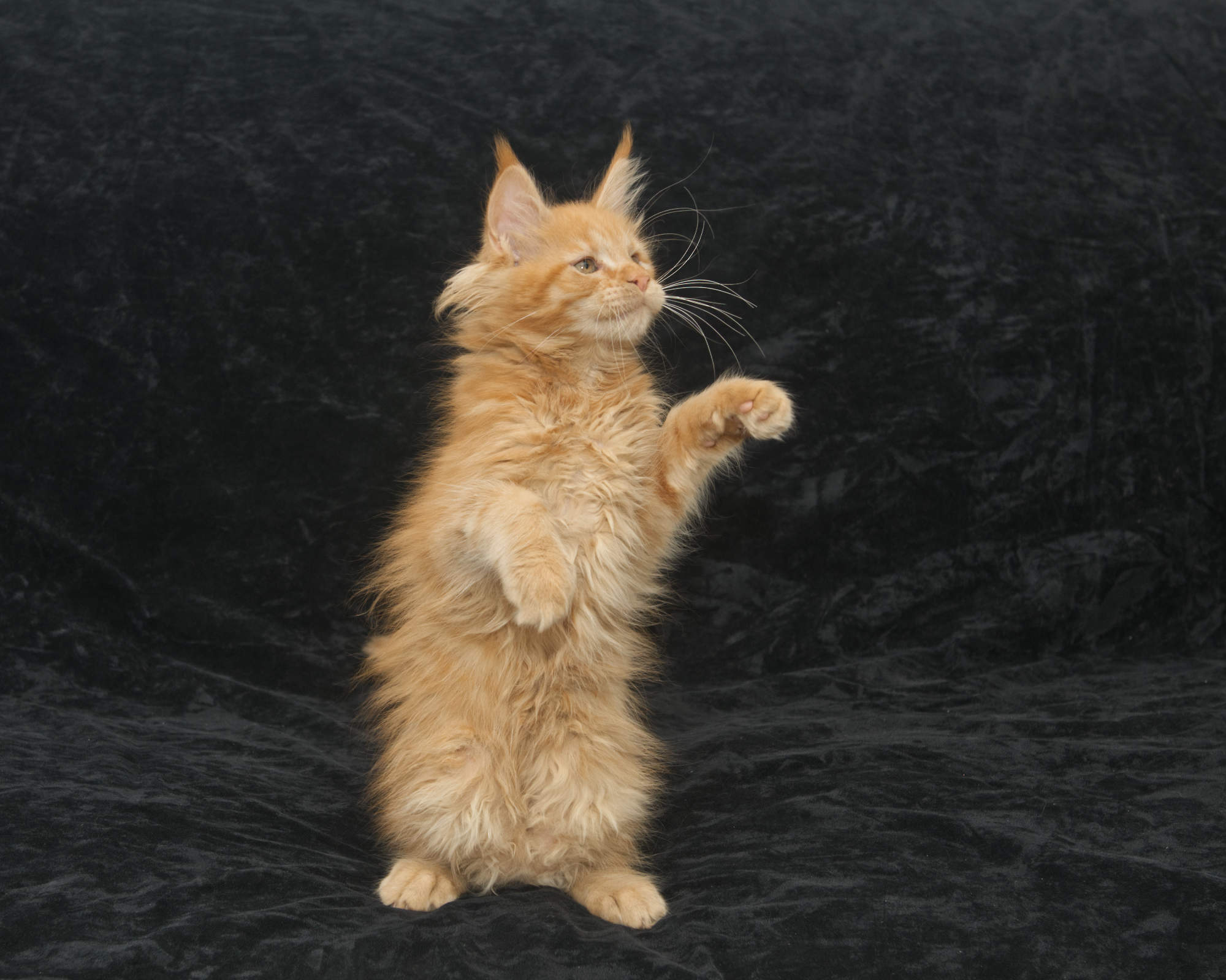 Maine Coon kitten Siouxsie thinks she is a bear