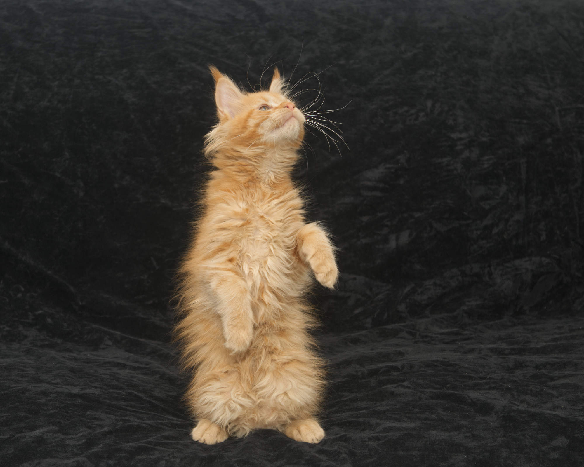 Very unique Maine Coon kitten likes to stand on her feet.