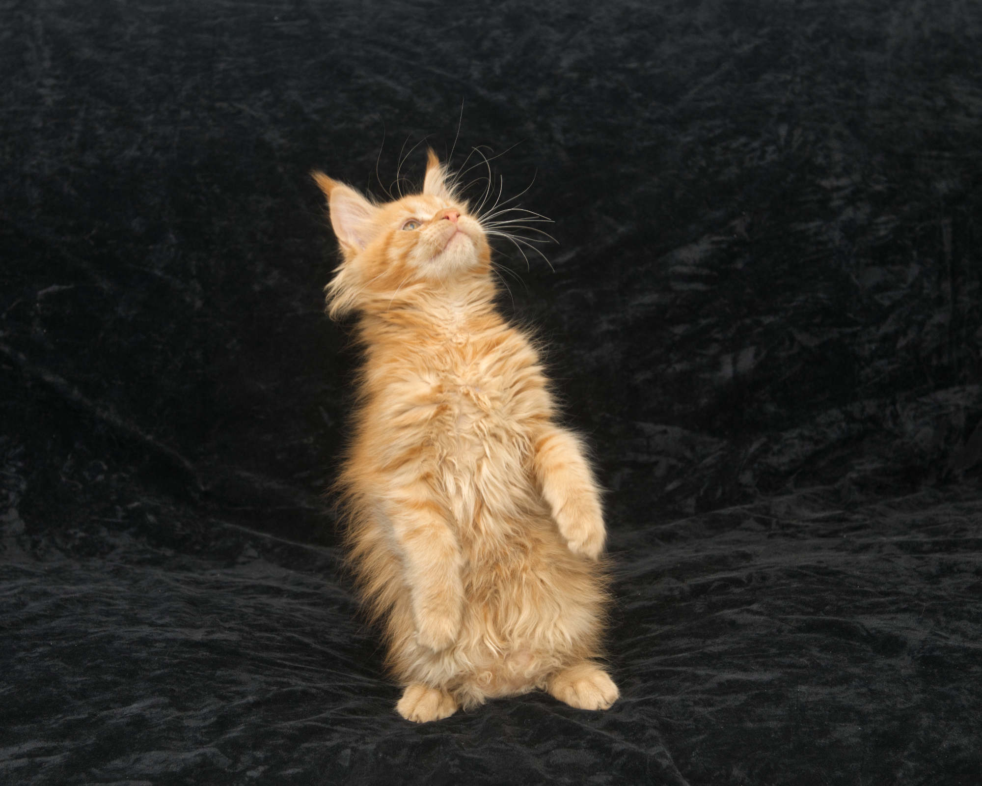 Playful and unusual Maine Coon kitten for sale standing on two feet
