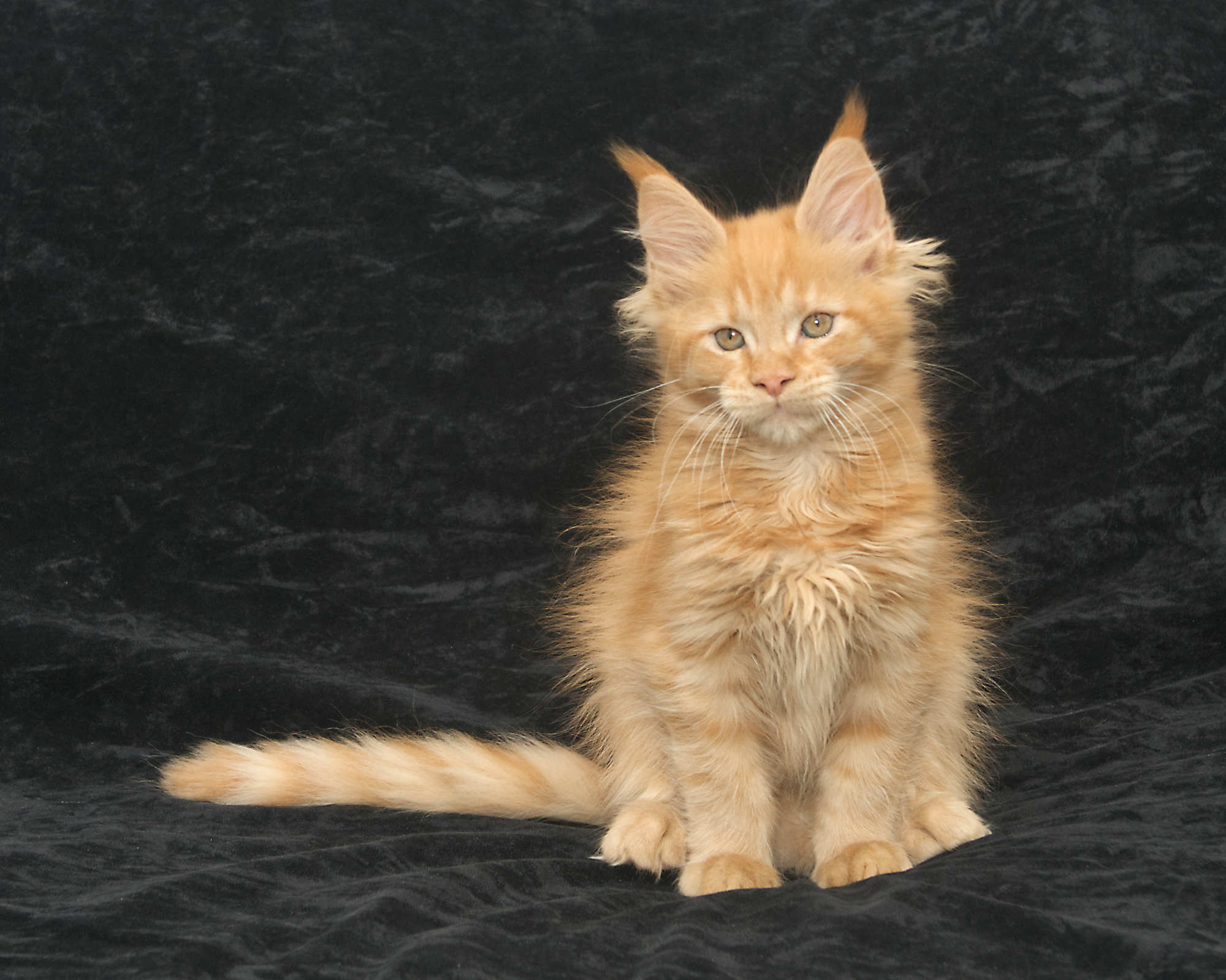Maine Coon kitten for sale