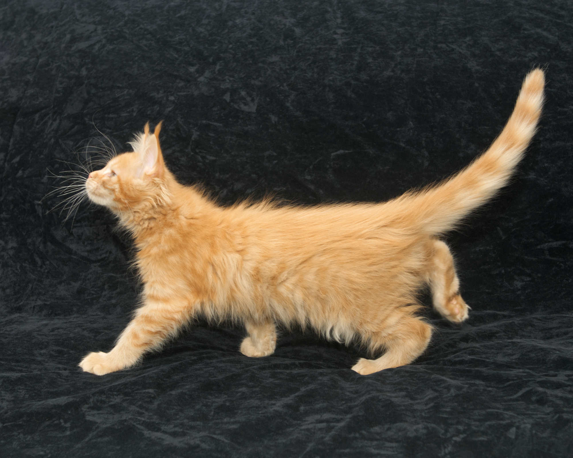 Playful Maine Coon kitten for sale chasing a feather wand