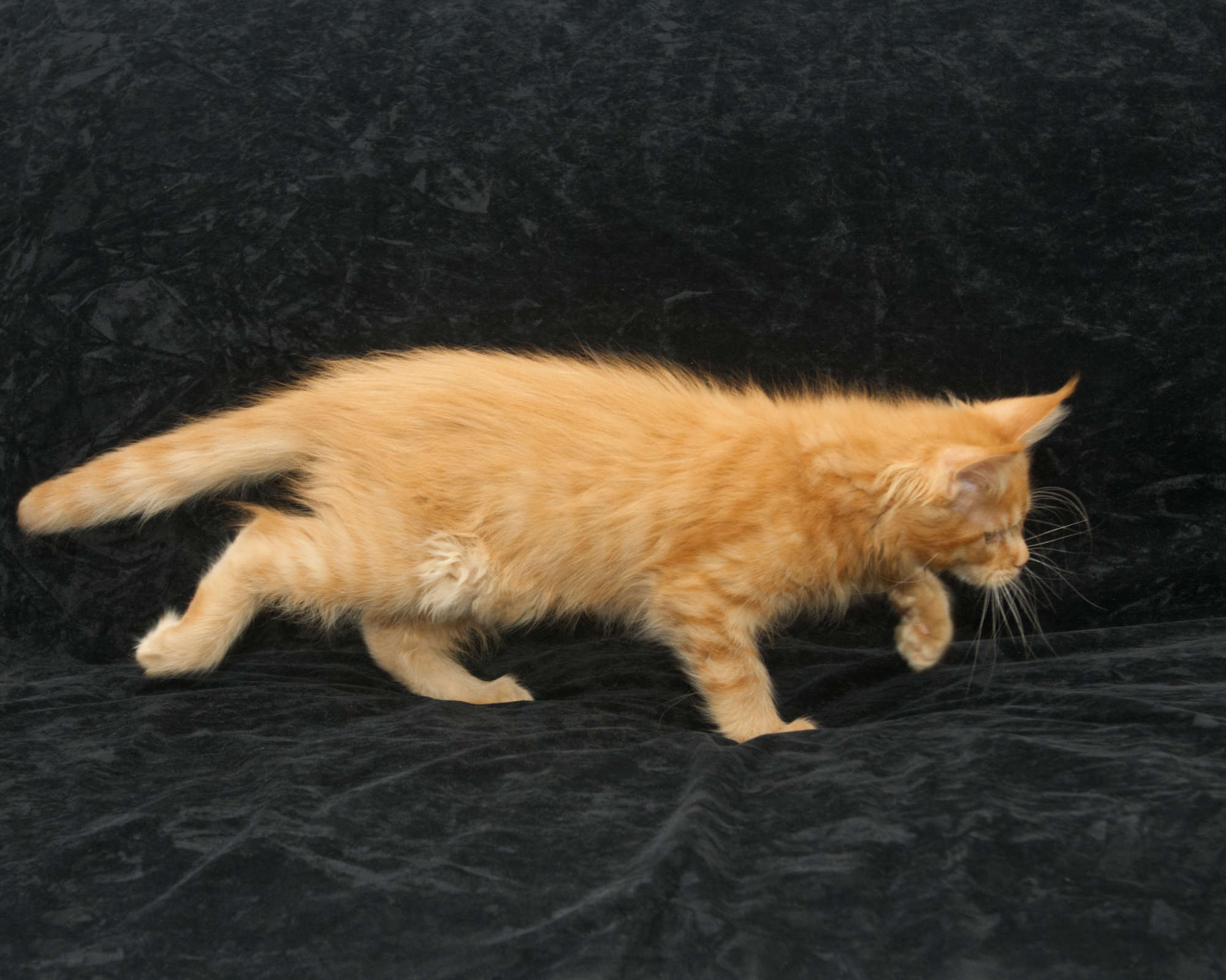 Playful Maine Coon kitten for sale hunting her toy