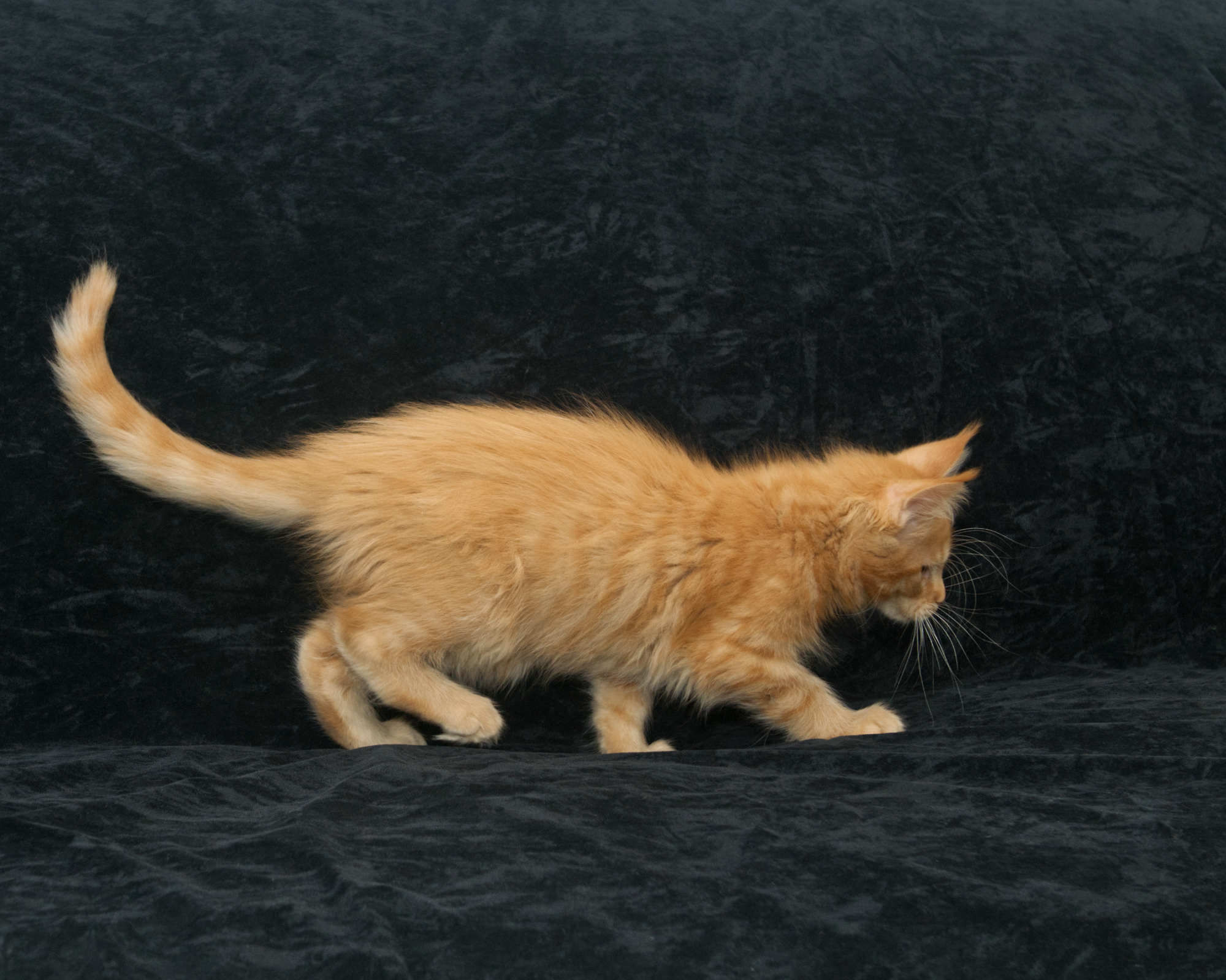 Very Determined Maine Coon kitten for sale chasing a toy