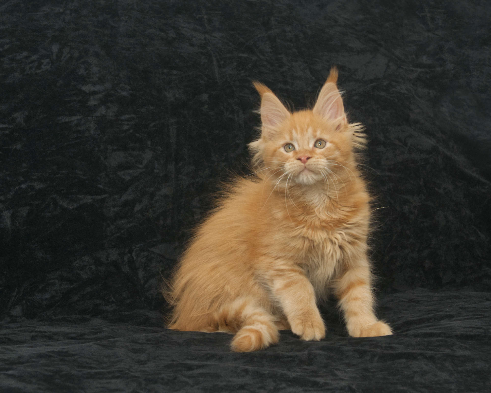 DLuxxy Maine Coon kitten for sale