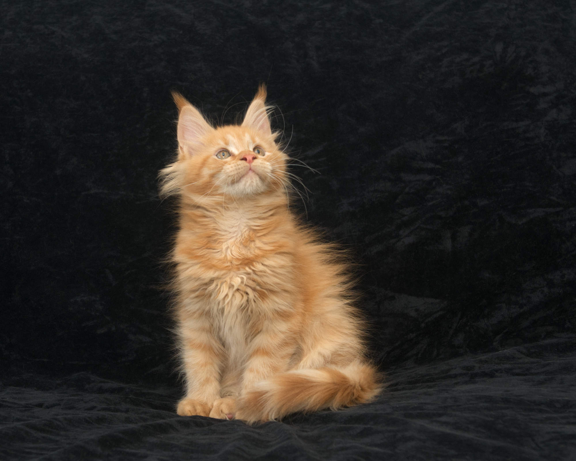 Red Maine Coon kitten for sale at DLuxxy
