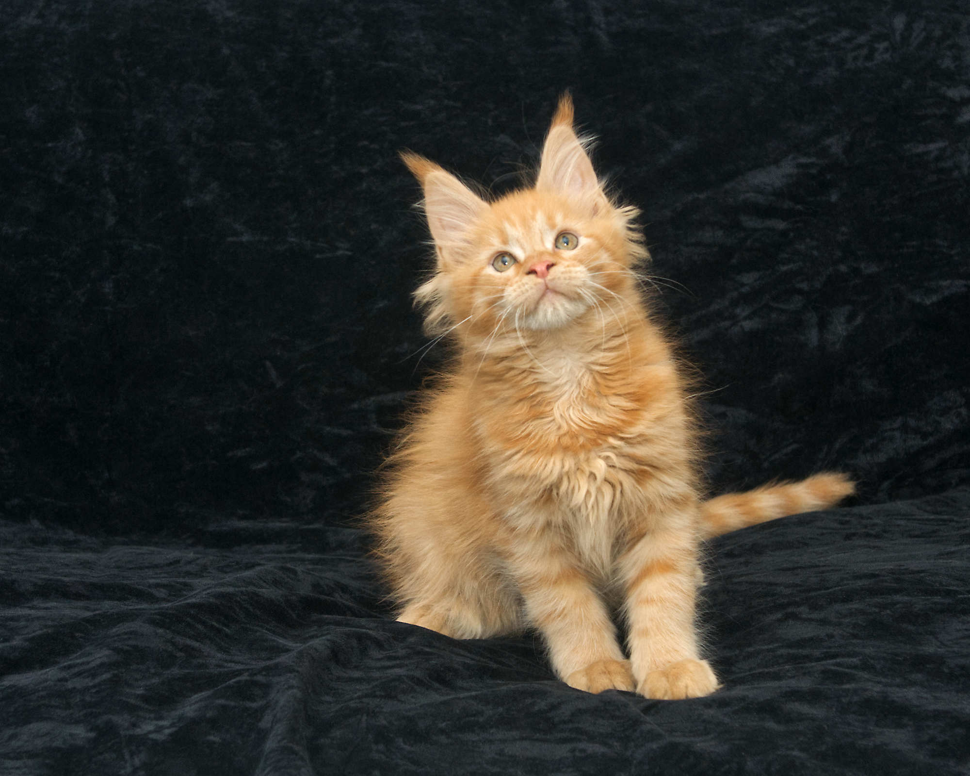DLuxxy Maine Coon kitten for sale