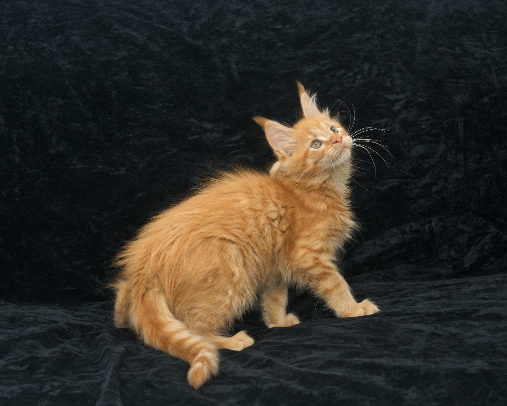 DLuxxy Maine Coon kitten for sale