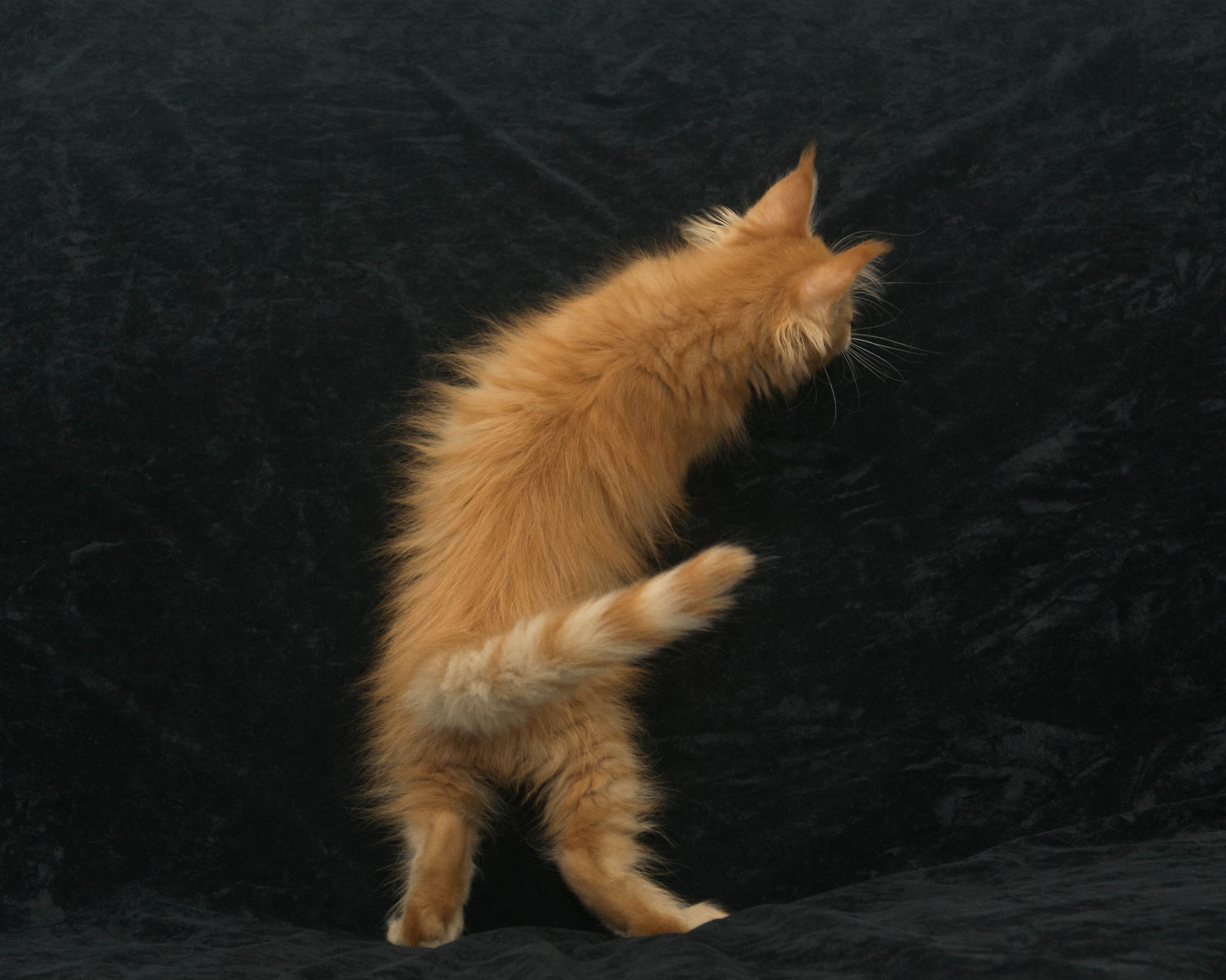 DLuxxy Maine Coon kitten at play
