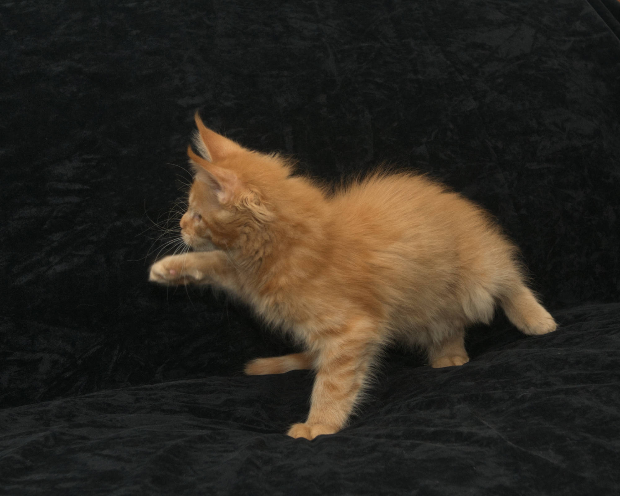 DLuxxy Maine Coon kitten for sale
