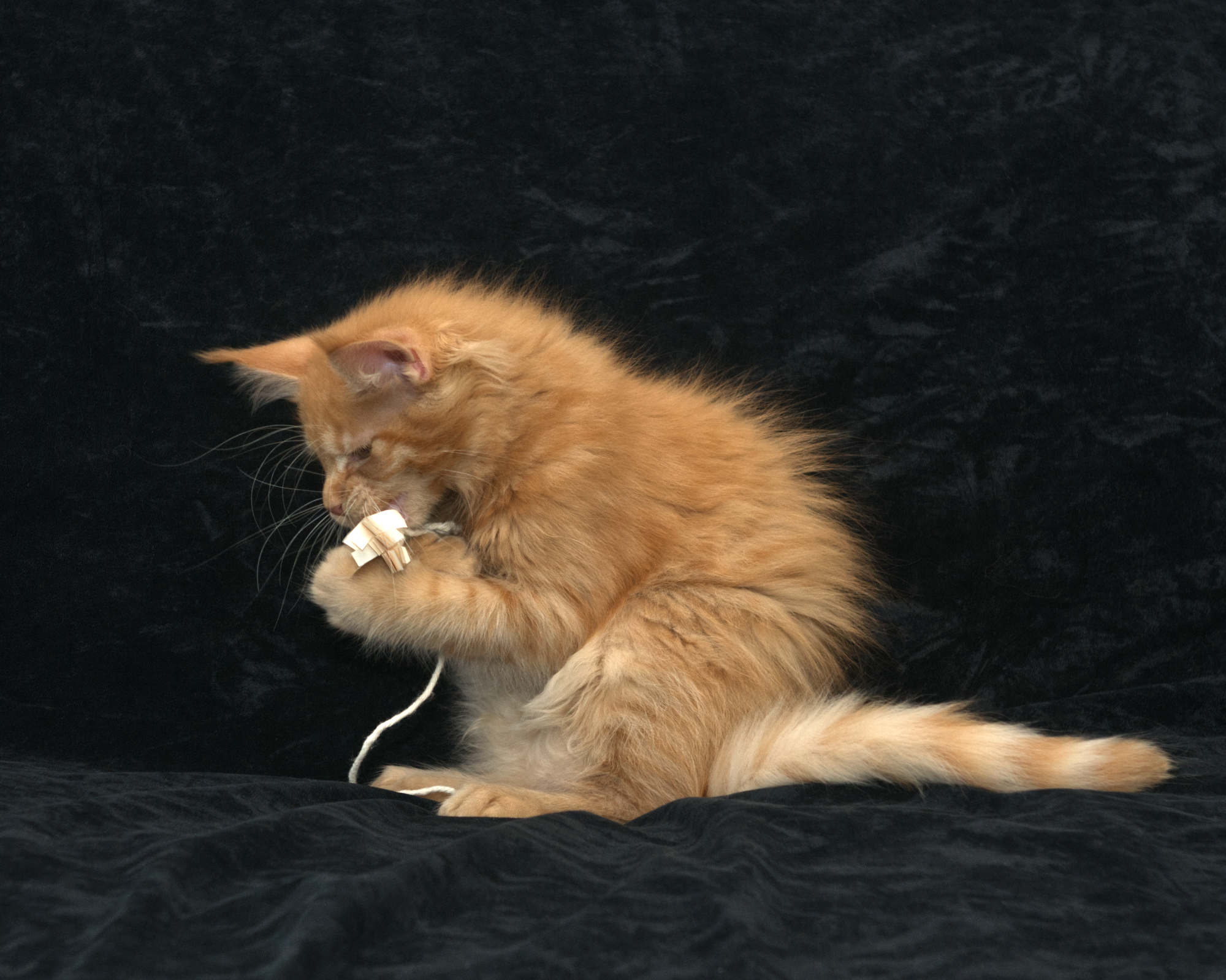 DLuxxy Maine Coon kitten for sale