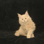 DLuxxy's cream Maine Coon kitten at 12 weeks