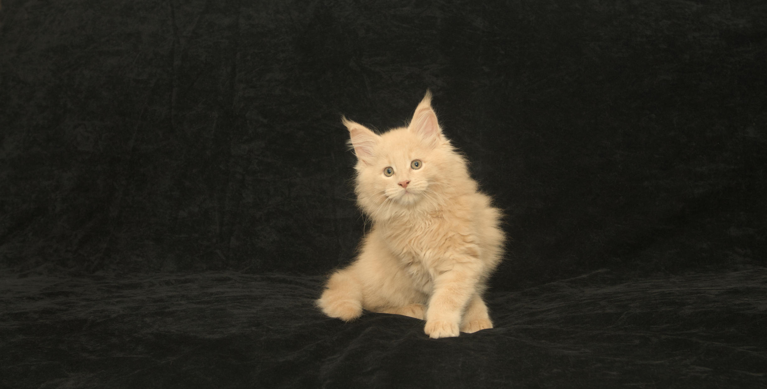 DLuxxy's cream Maine Coon kitten at 12 weeks