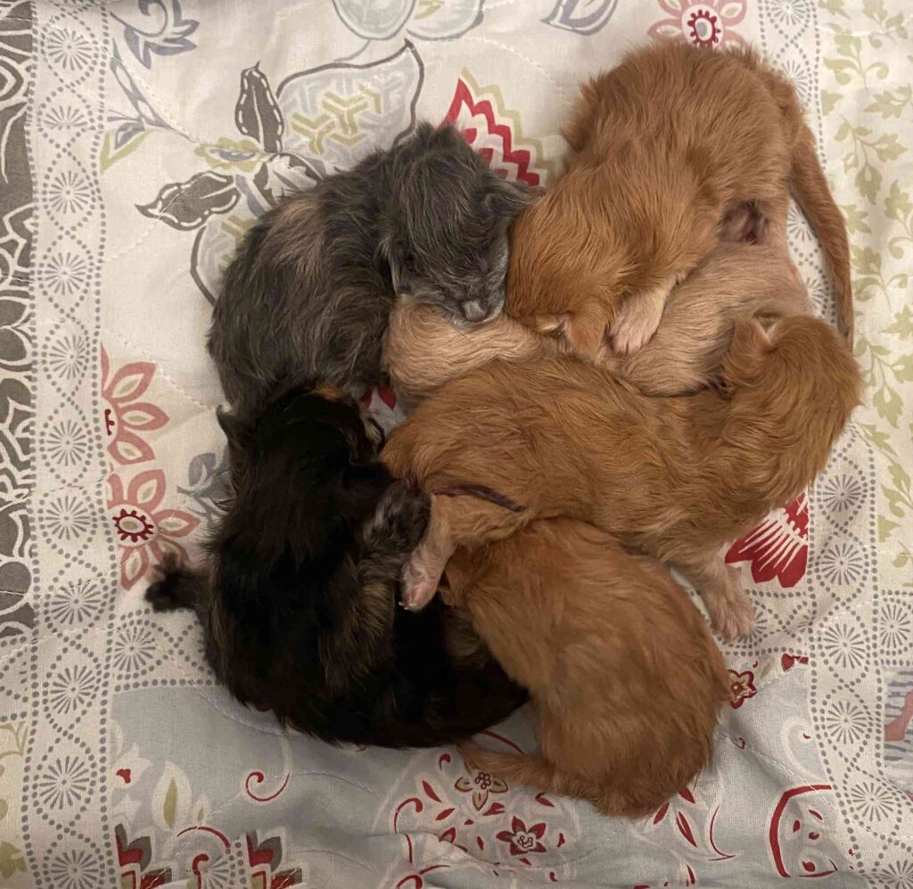 DLuxxy Aurora Borealis Litter born on December 5, 2025