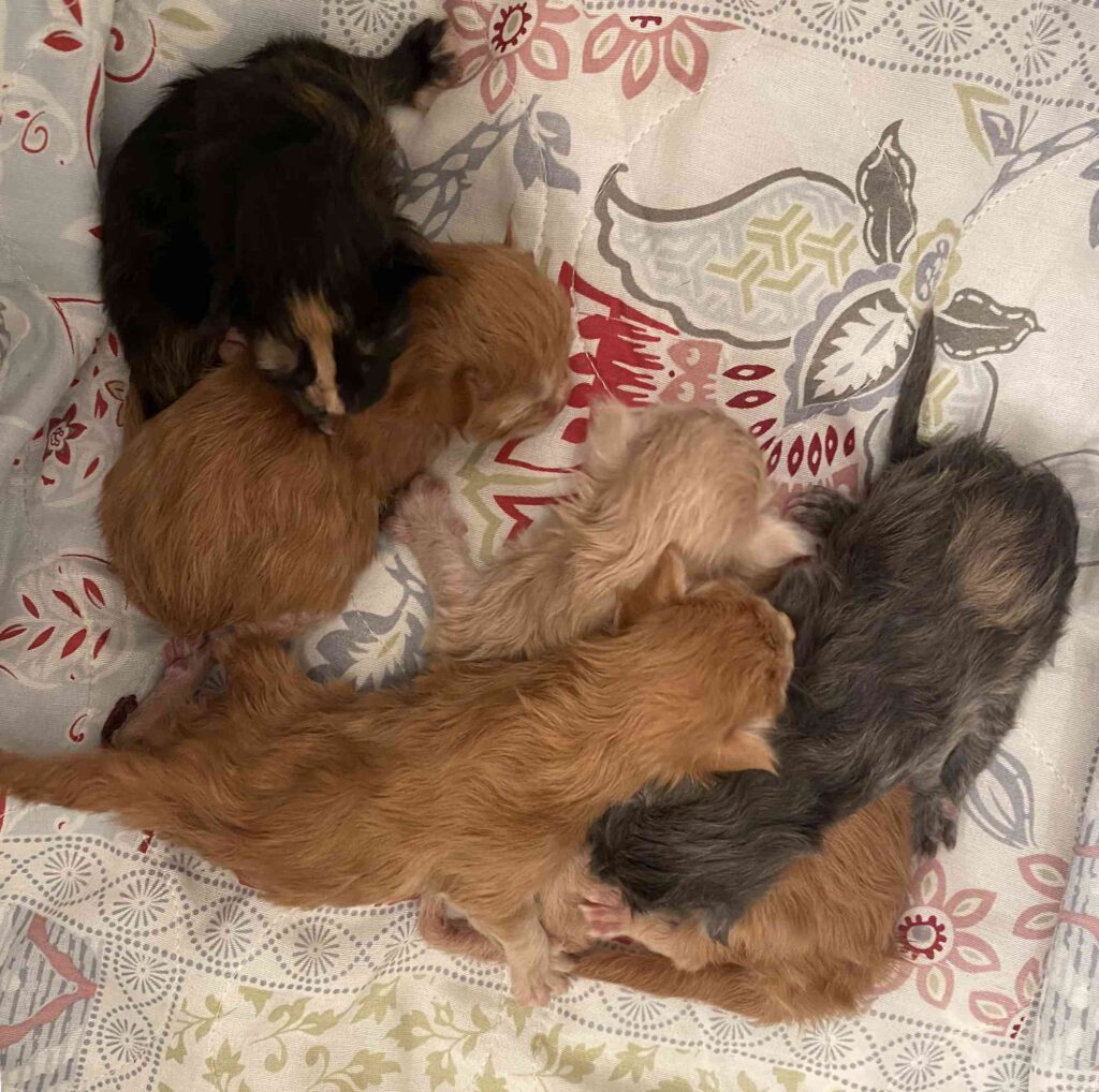 DLuxxy Aurora Borealis Litter born on December 5, 2025