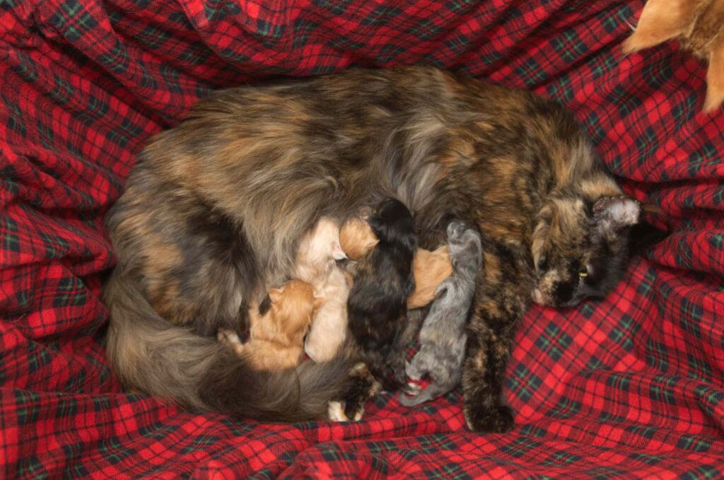 DLuxxy Aurora Borealis Litter born on December 5, 2025