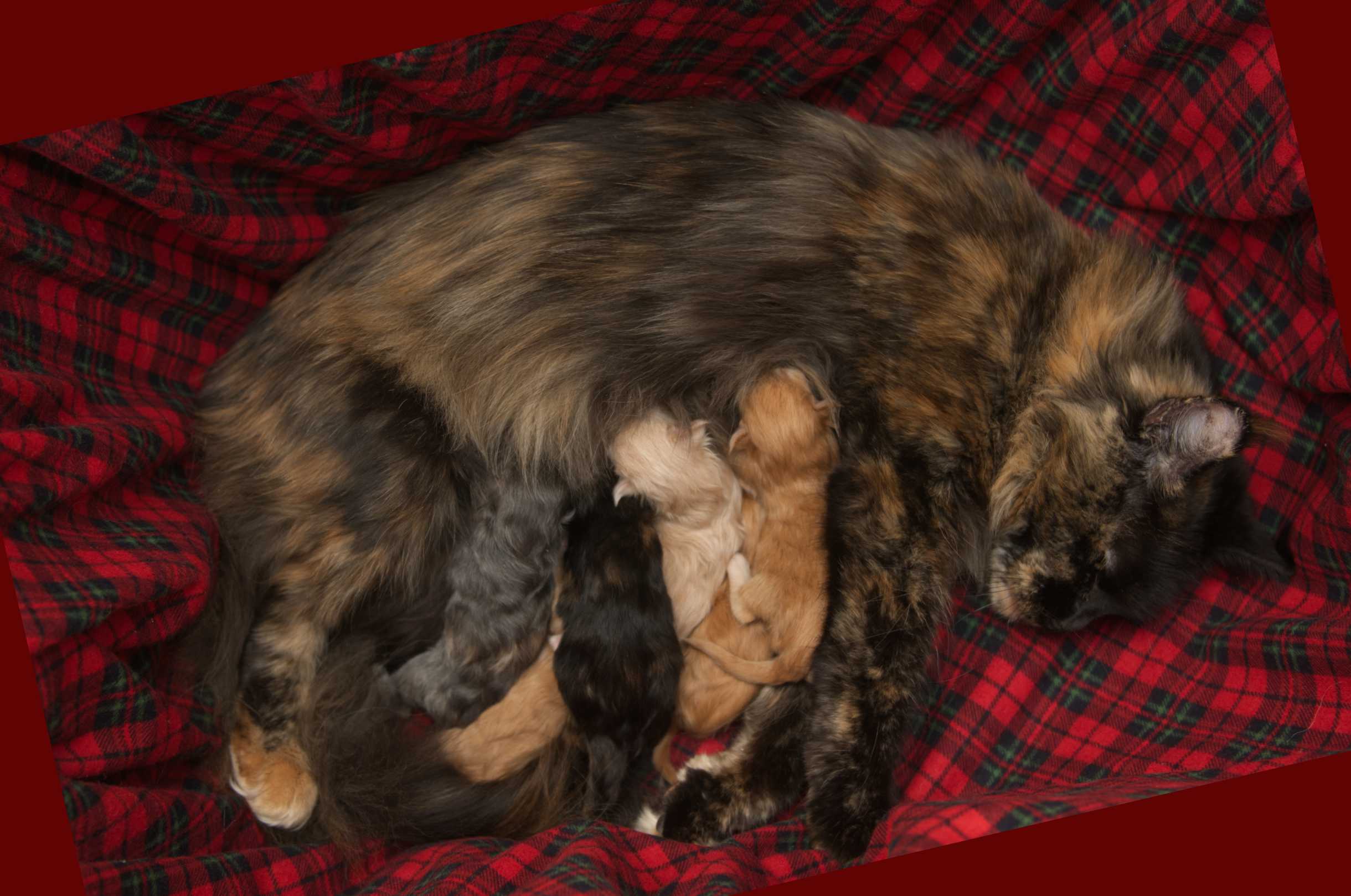 DLuxxy Aurora Borealis Litter born on December 5th, 2025