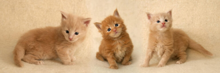 Maine Coons of the Aurora Borealis Litter (born December 5, 2025): Magic Has Arrived!