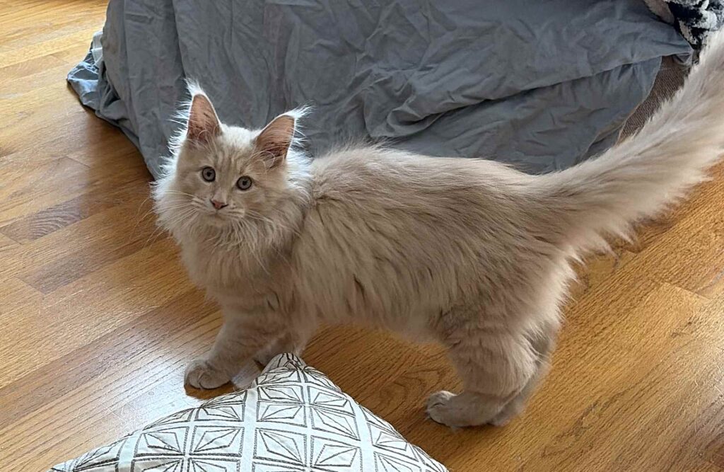 DLuxxy Maine Coon Louie