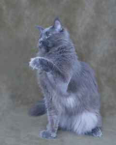 DLuxxy's Retired Male Nimbus
