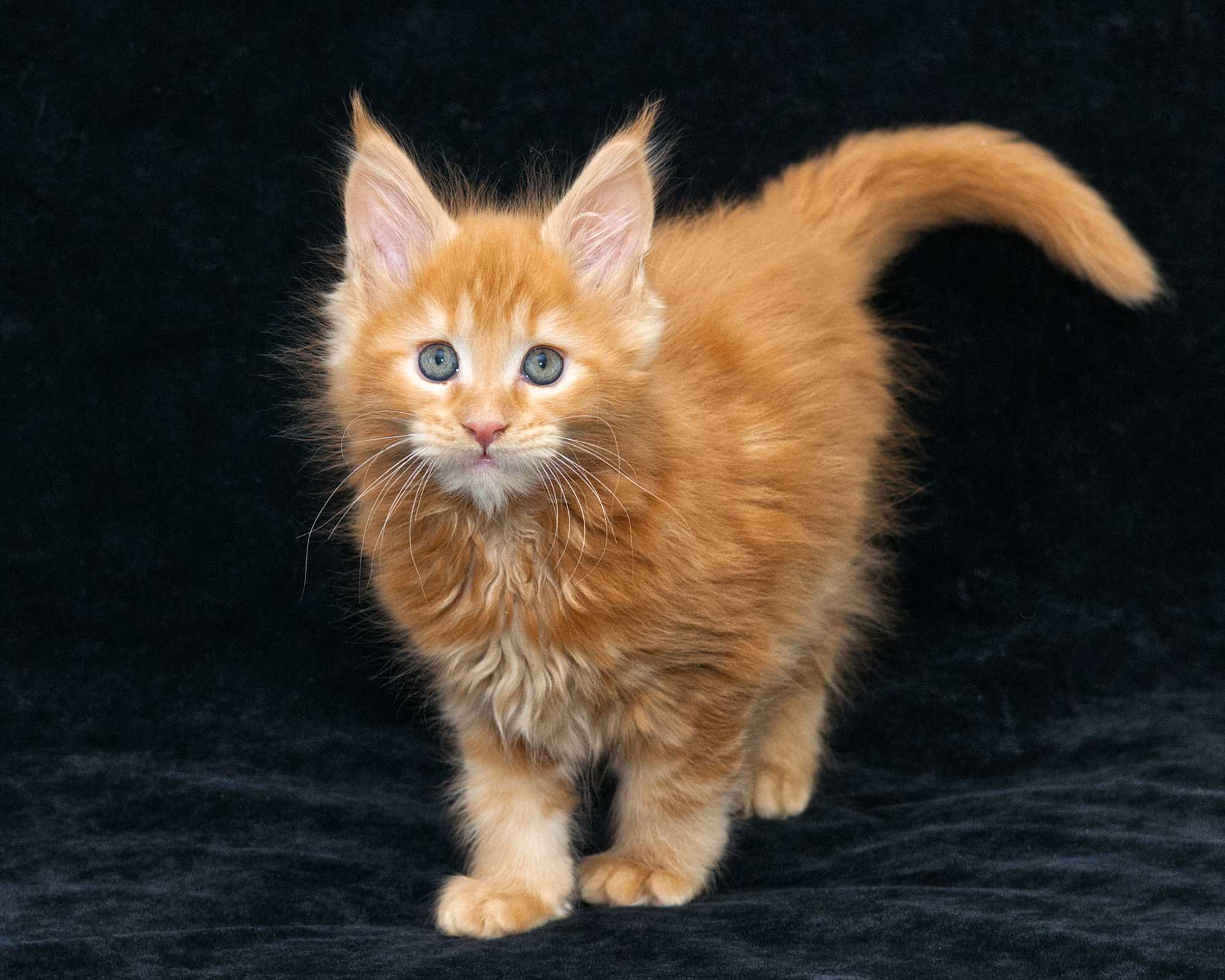 DLuxxy Maine Coon kitten Elara at 7 weeks of age