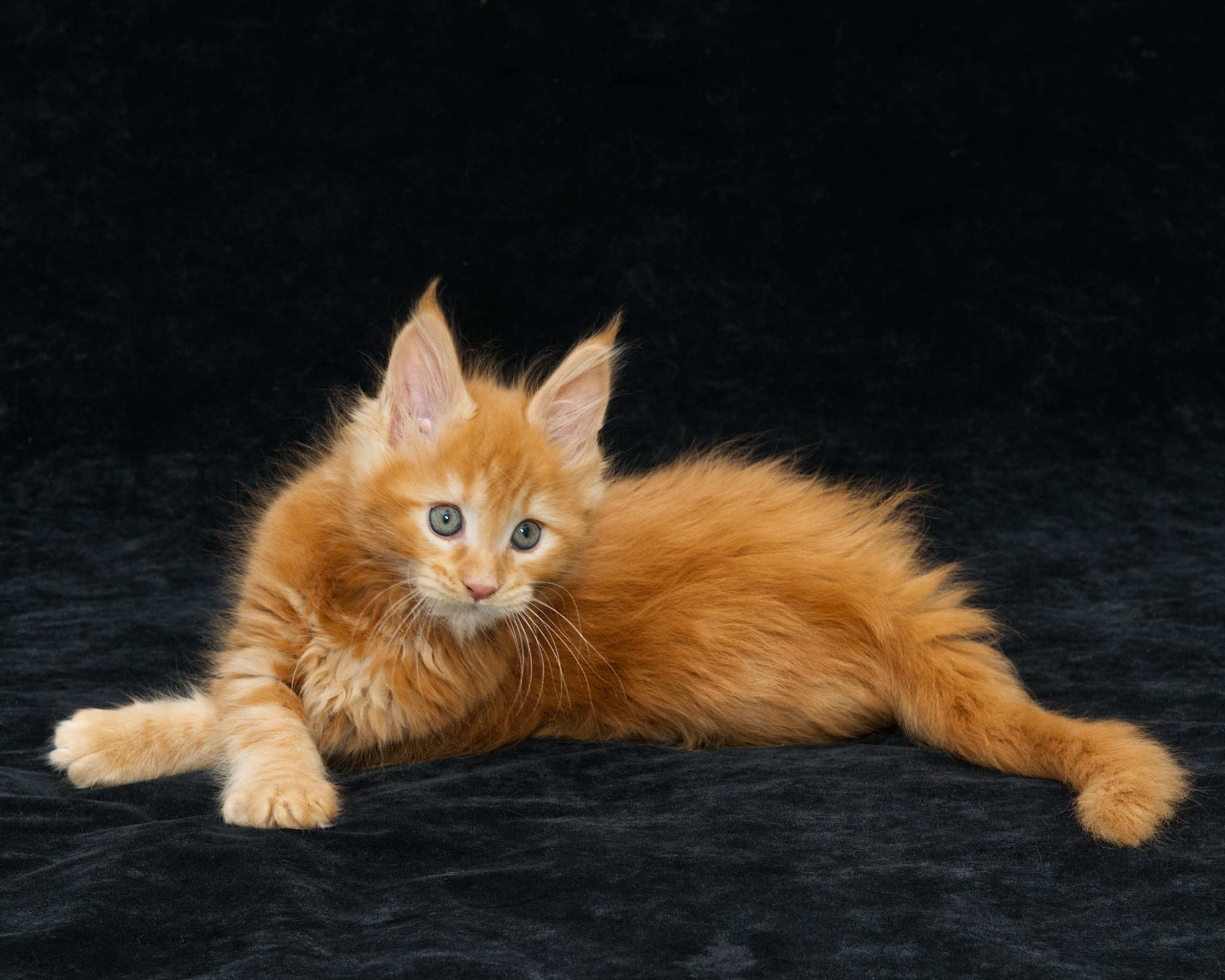 DLuxxy Maine Coon kitten Elara at 7 weeks of age