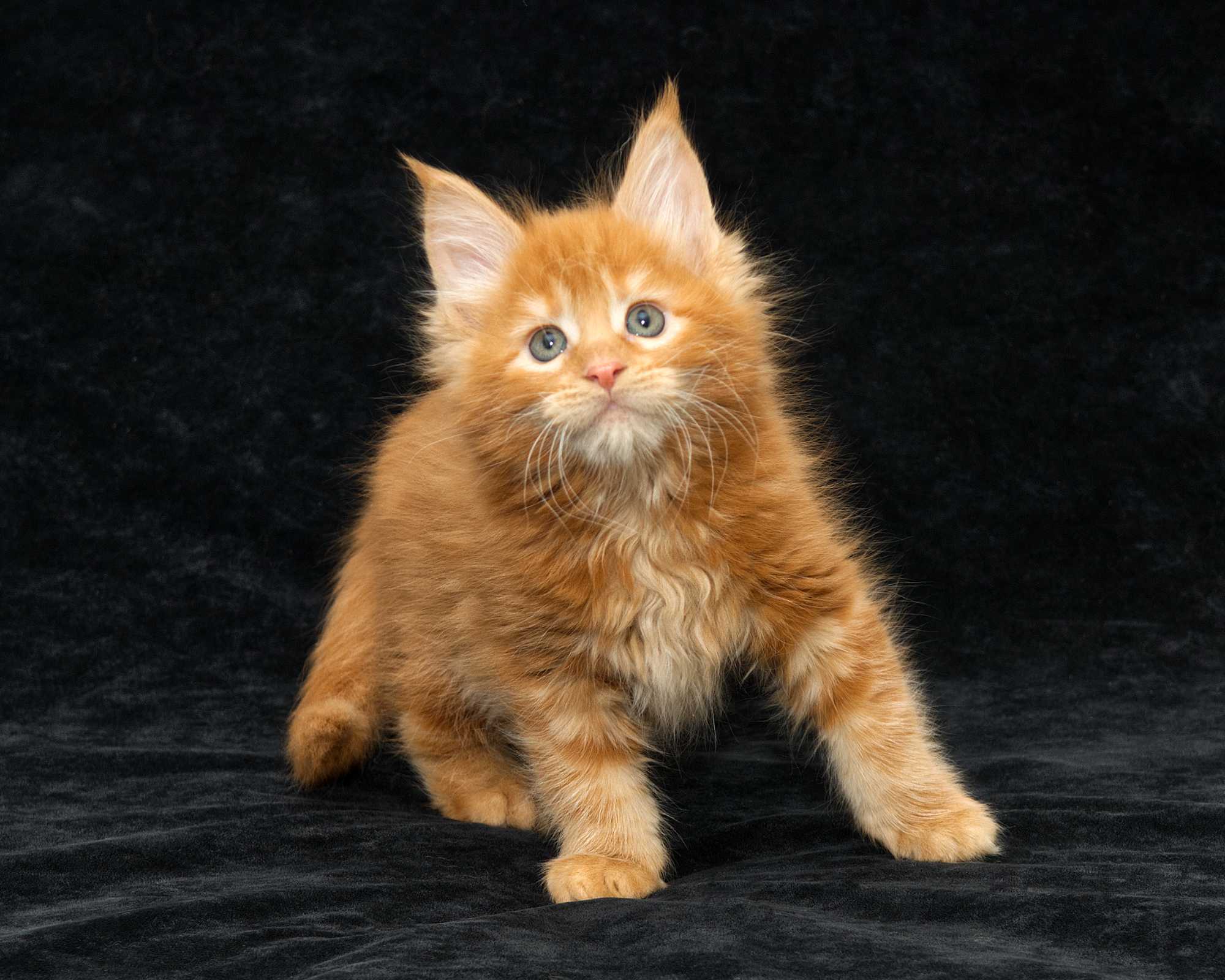 DLuxxy Maine Coon kitten Elara at 7 weeks of age