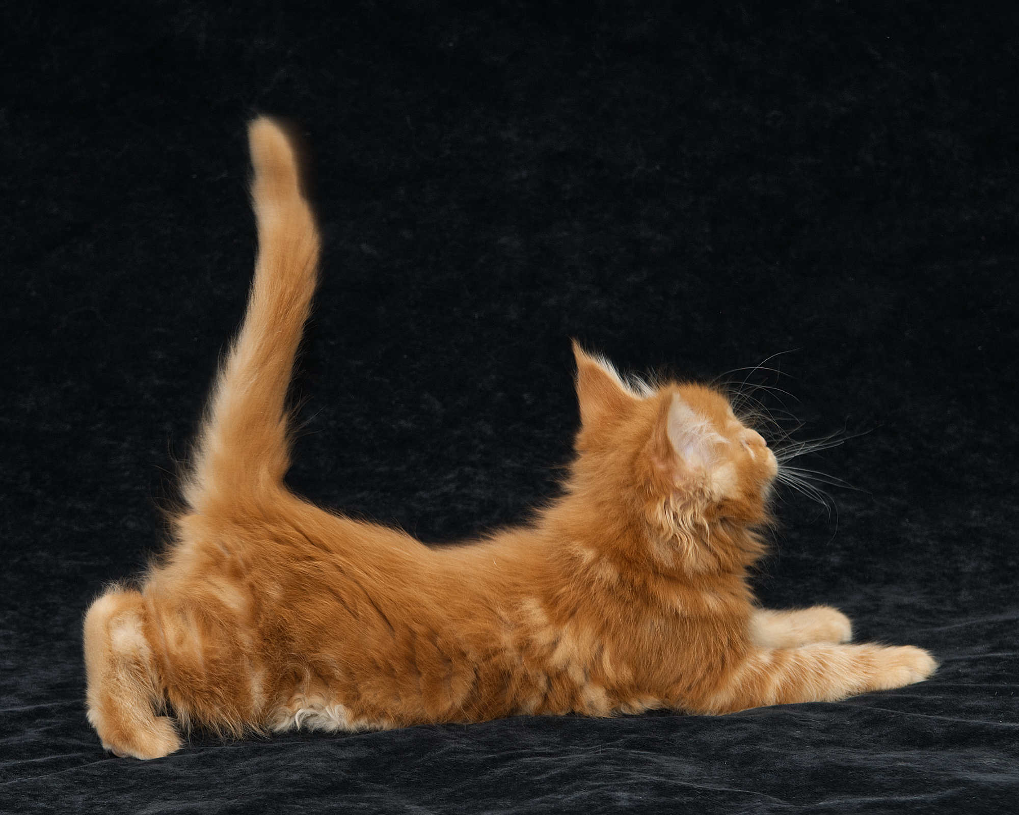 DLuxxy Maine Coon kitten Elara at 7 weeks of age