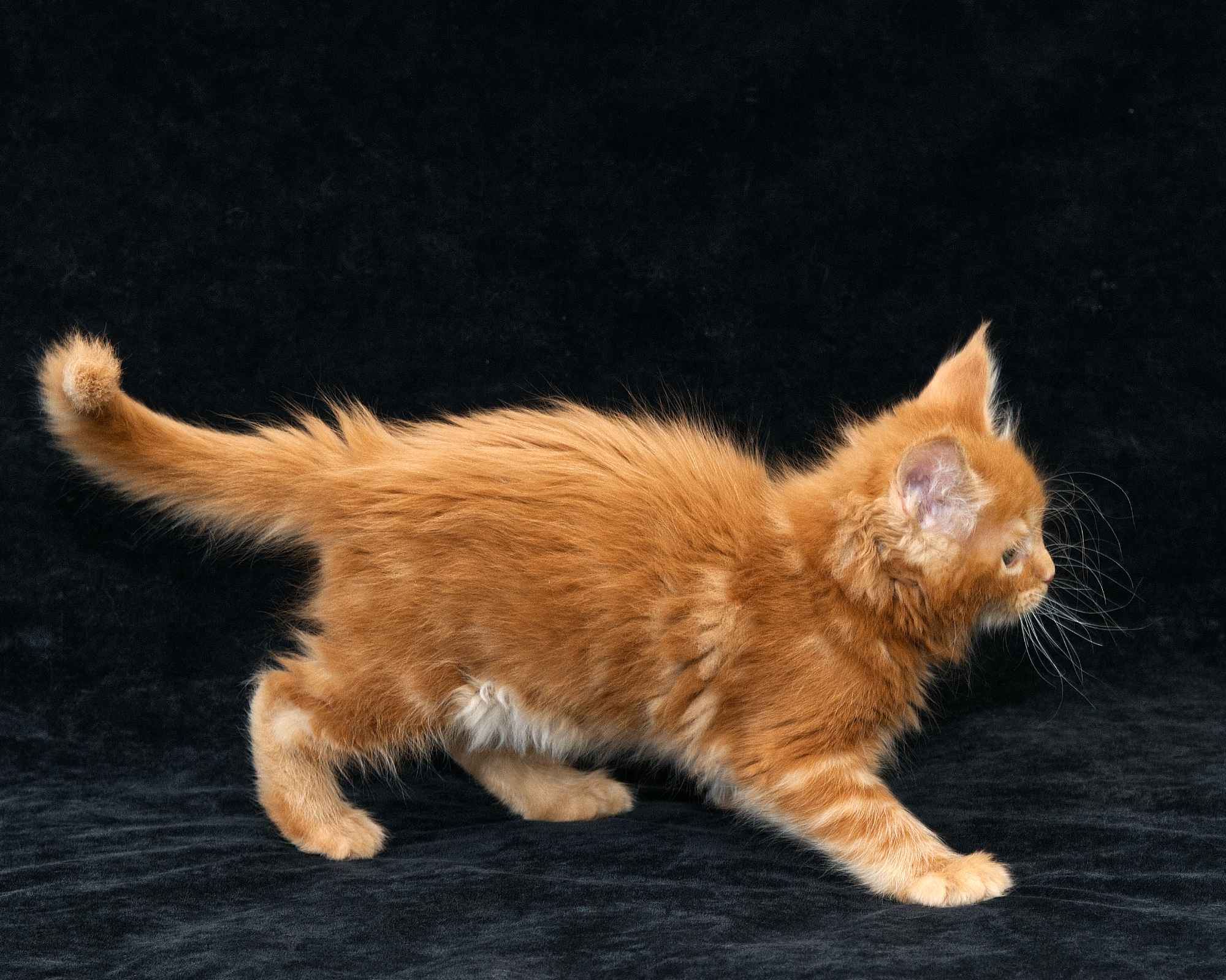 DLuxxy Maine Coon kitten Elara at 7 weeks of age