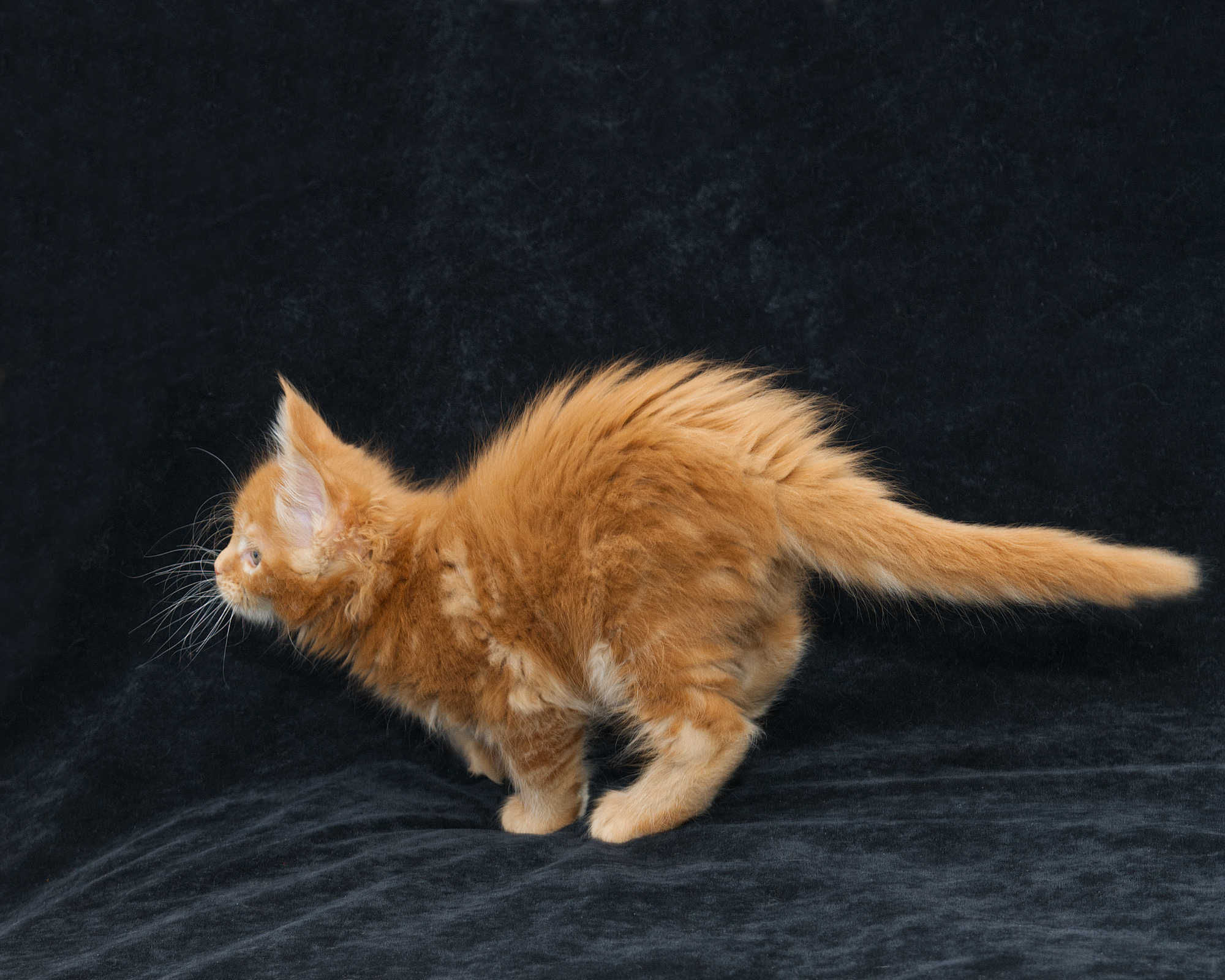 DLuxxy Maine Coon kitten Elara at 7 weeks of age