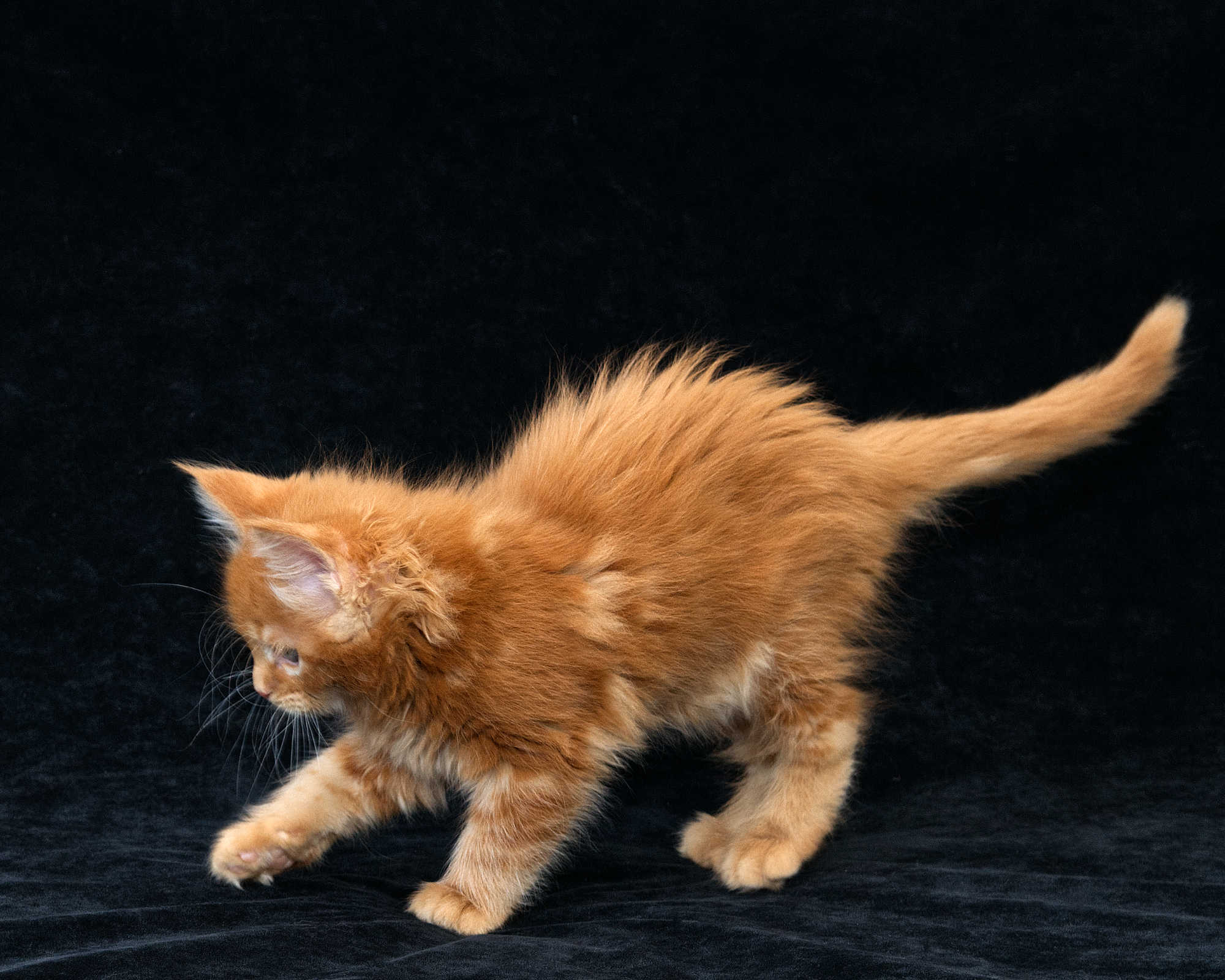 DLuxxy Maine Coon kitten Elara at 7 weeks of age