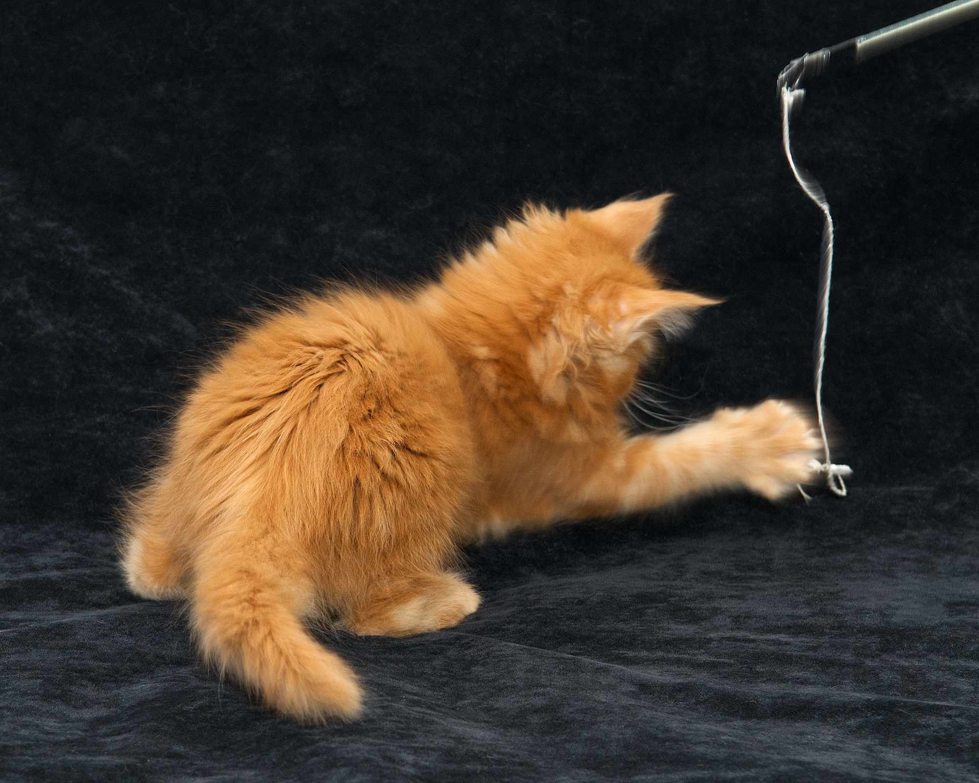 DLuxxy Maine Coon kitten Elara at 7 weeks of age