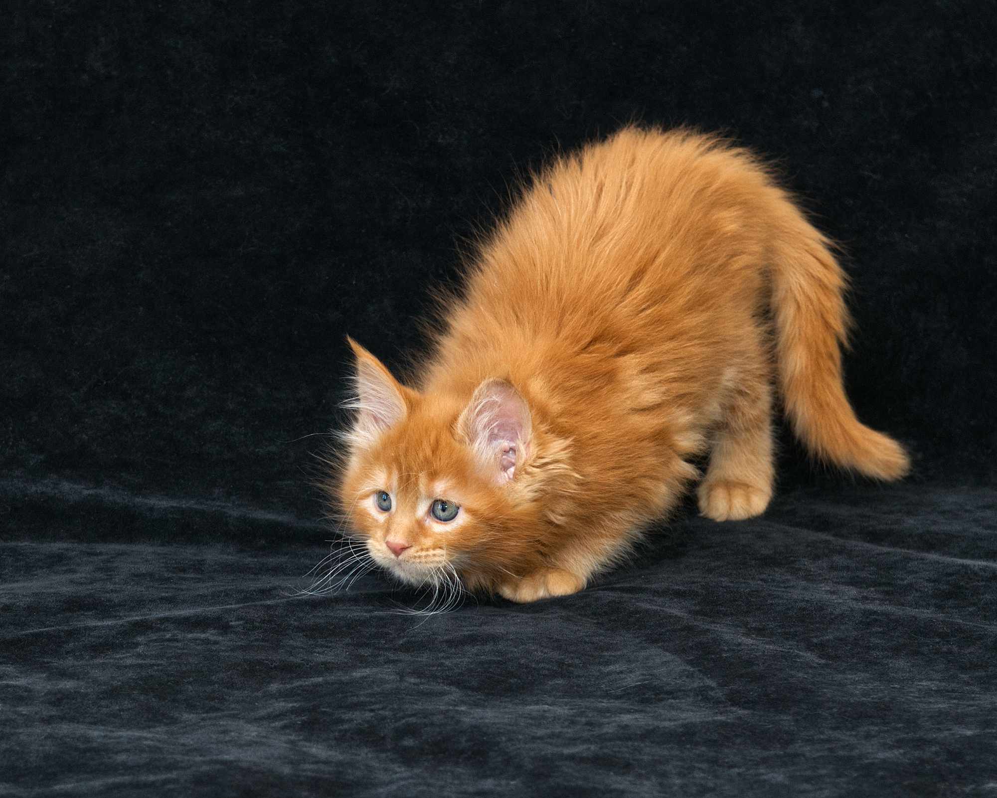 DLuxxy Maine Coon kitten Elara at 7 weeks of age