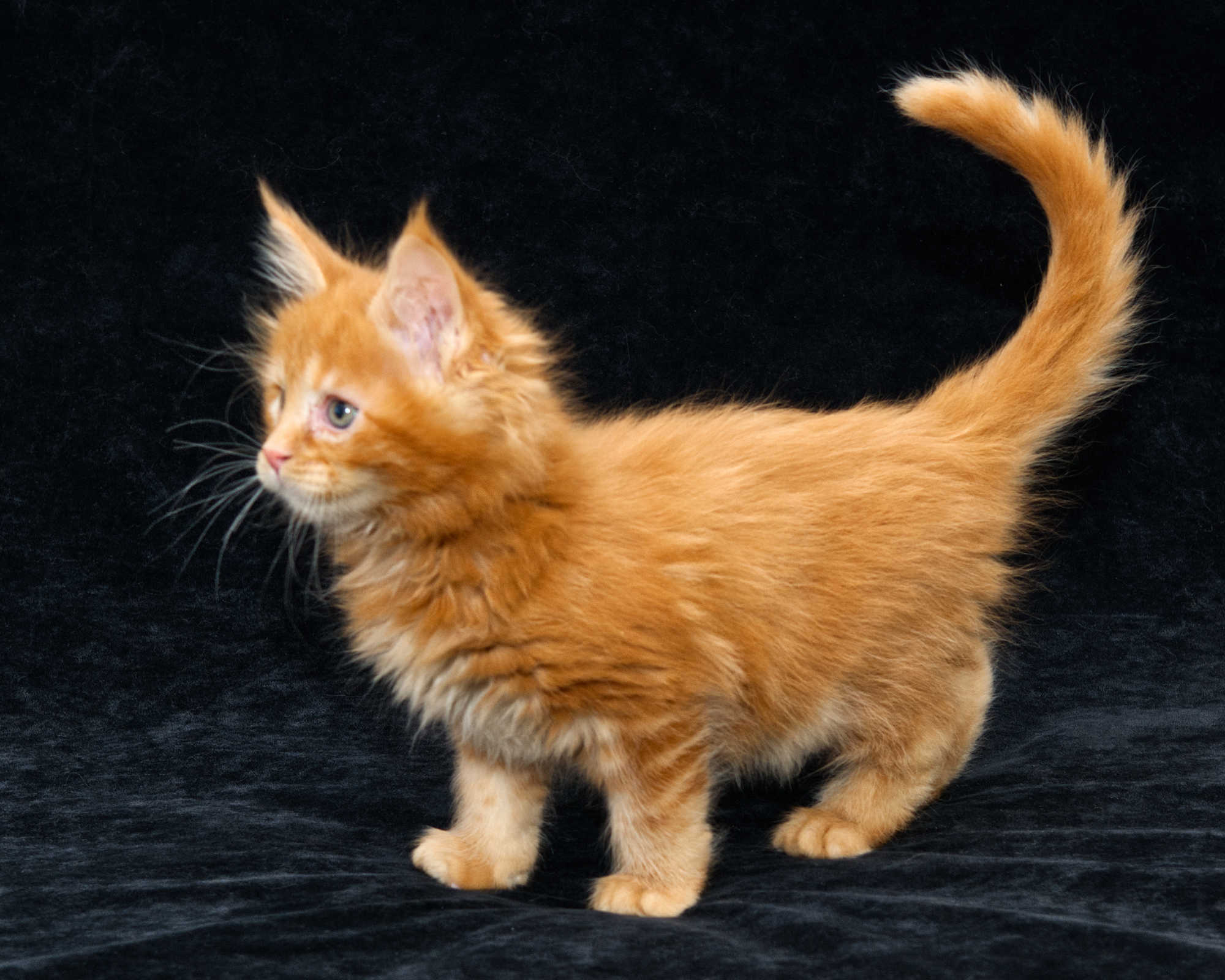 DLuxxy Maine Coon kitten Gunner at 7 weeks of age