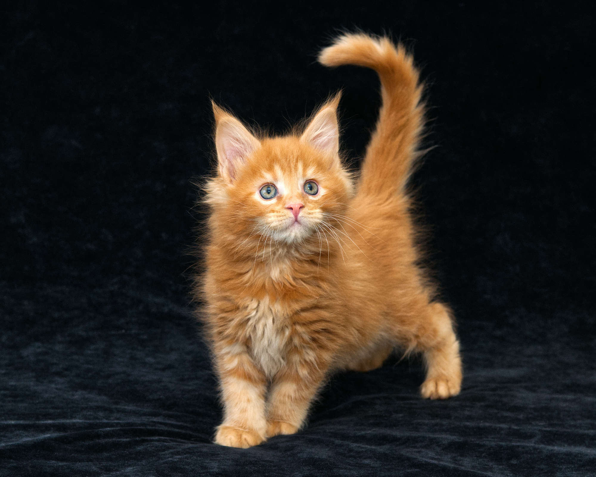 DLuxxy Maine Coon kitten Gunner at 7 weeks of age