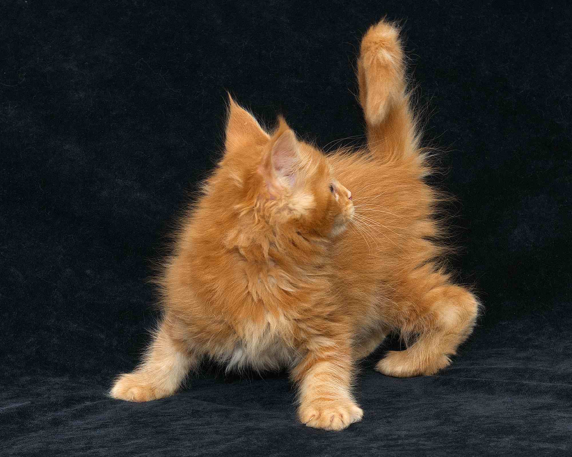 DLuxxy Maine Coon kitten Gunner at 7 weeks of age