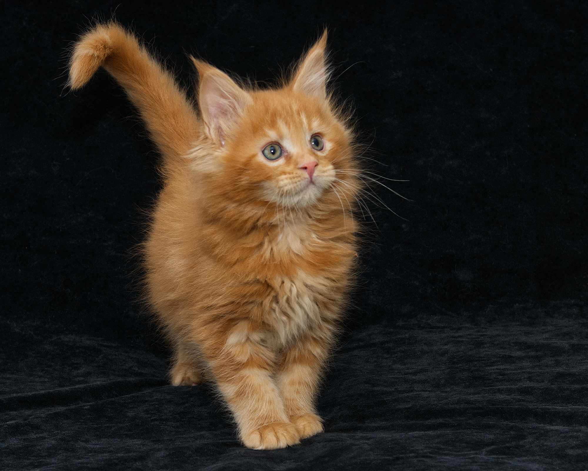 DLuxxy Maine Coon kitten Gunner at 7 weeks of age